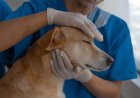 Subsidized Veterinary Pet Services for Ontario Seniors