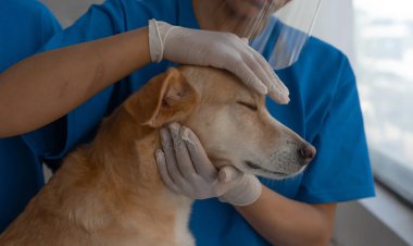 Subsidized Veterinary Pet Services for Ontario Seniors